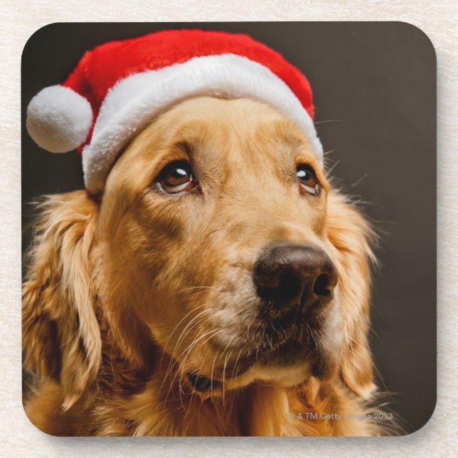 Golden Retriever posing for his Christmas Coaster (Front)
