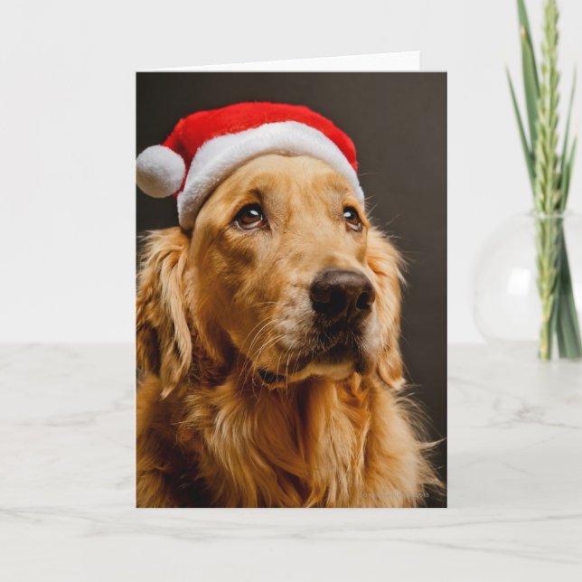 Golden Retriever posing for his Christmas Holiday Card (Front)