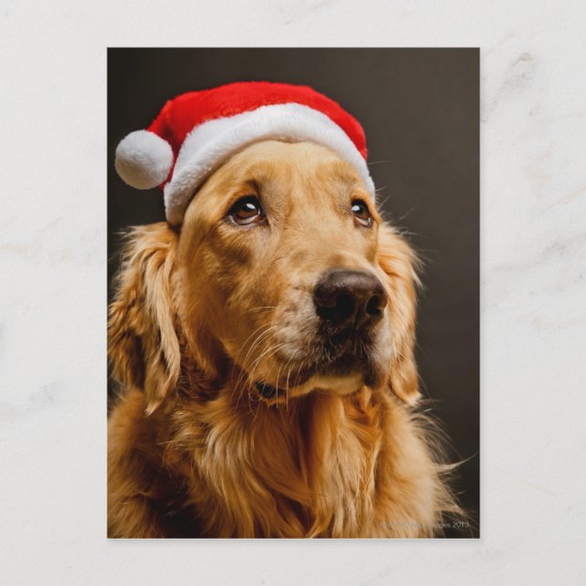 Golden Retriever posing for his Christmas Holiday Postcard (Front)