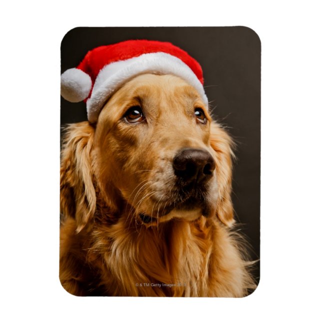 Golden Retriever posing for his Christmas Magnet (Vertical)