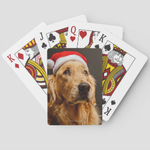 Golden Retriever posing for his Christmas Playing Cards