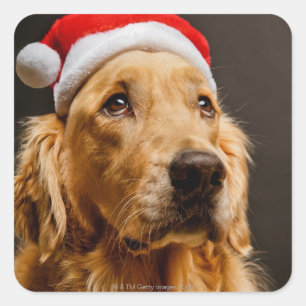Golden Retriever posing for his Christmas Square Sticker