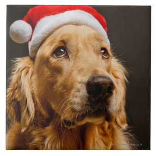 Golden Retriever posing for his Christmas Tile
