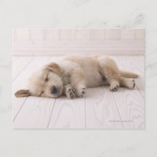 Golden Retriever Postcard
