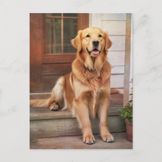 Golden Retriever Postcard (Front)
