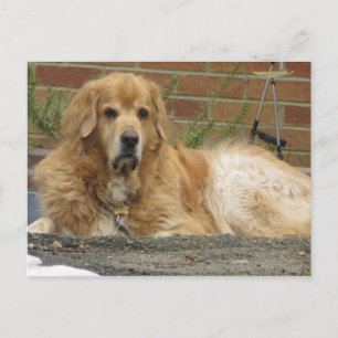 Golden Retriever Postcard