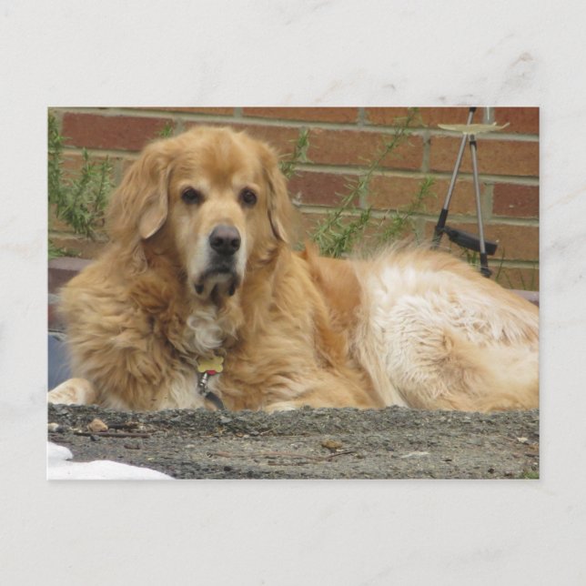 Golden Retriever Postcard (Front)