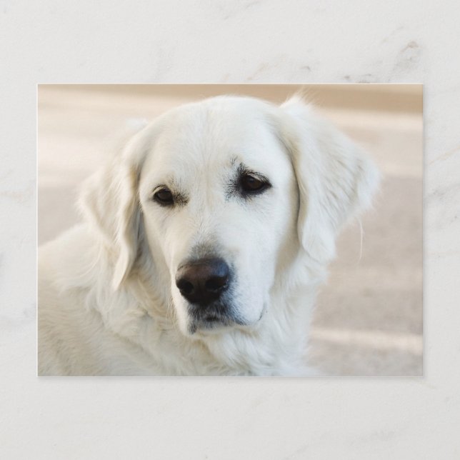 Golden Retriever Postcard (Front)
