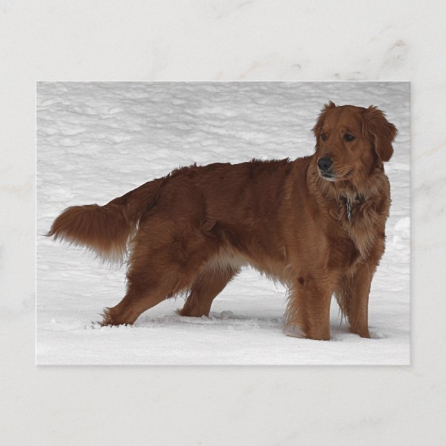 Golden Retriever Postcard (Front)