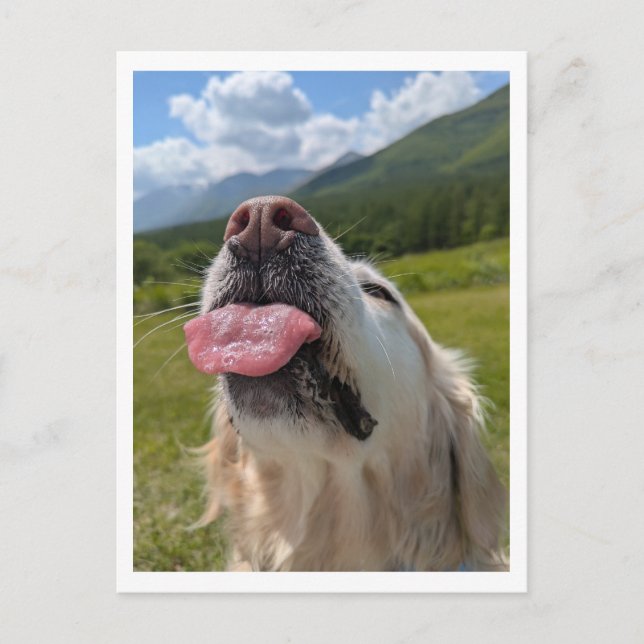 Golden Retriever Postcard (Front)