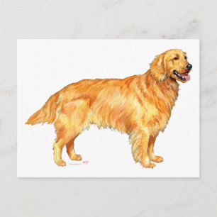 Golden Retriever Postcard