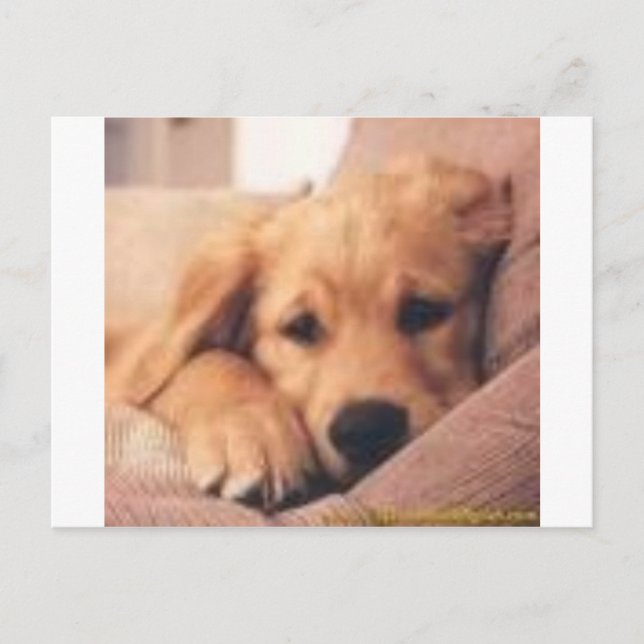 golden retriever postcard (Front)