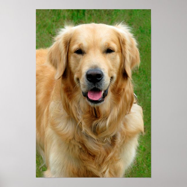 Golden Retriever Poster (Front)