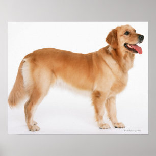 Golden Retriever Poster
