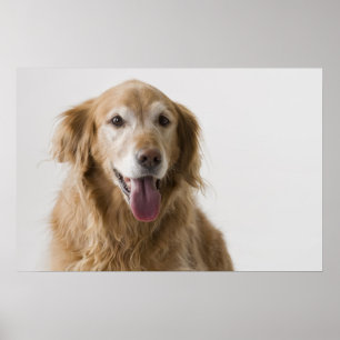 Golden Retriever Poster