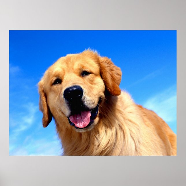 Golden Retriever Poster (Front)