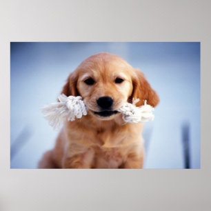 Golden Retriever poster