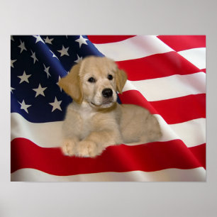 Golden Retriever Poster All American Puppy