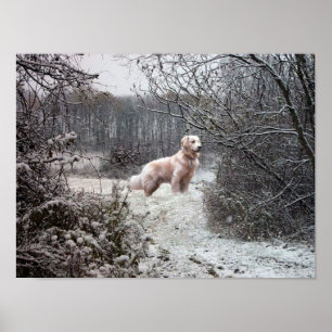 Golden Retriever Poster In Snow