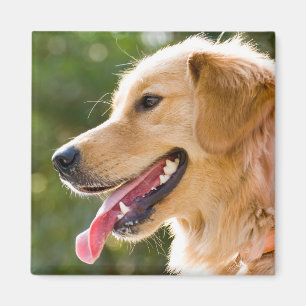 Golden Retriever Profile With Tongue Out Magnet
