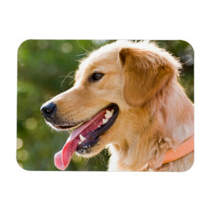 Golden Retriever Profile With Tongue Out Magnet