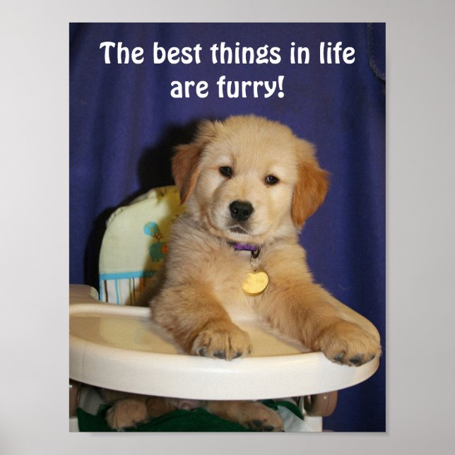 Golden Retriever Pup Best Things in Life are Furry Poster (Front)