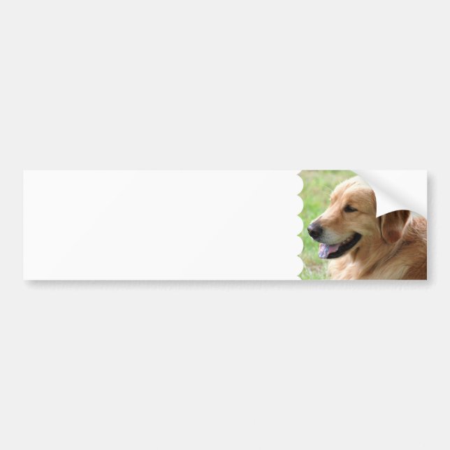 Golden Retriever Pup Bumper Stickers (Front)