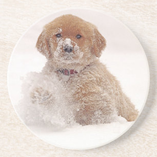Golden Retriever Pup in Snow Coaster