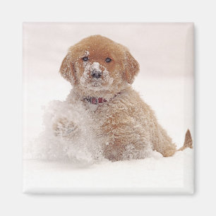 Golden Retriever Pup in Snow Magnet