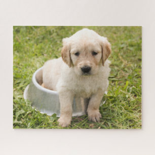 Golden retriever pup in water bowl puzzle