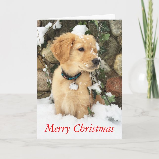 Golden retriever pup, Merry Christmas Holiday Card (Front)