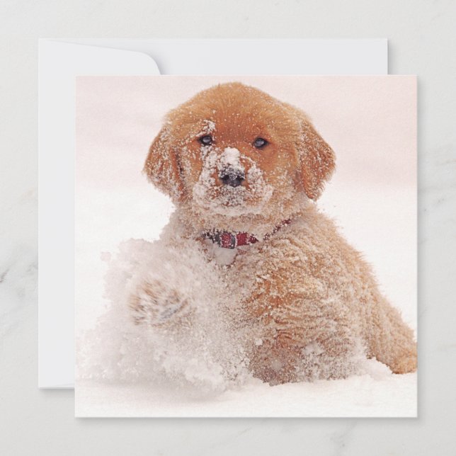 Golden Retriever Pup Playing in Snow Holiday Card (Front)