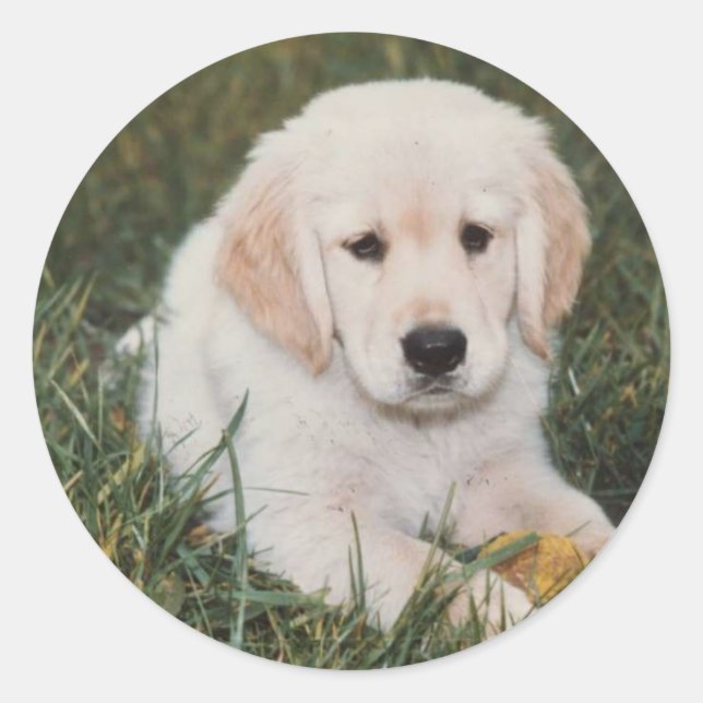 Golden Retriever Pup Sticker (Front)