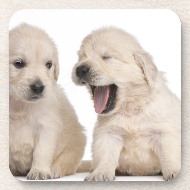 Golden Retriever puppies (4 weeks old) Coaster (Front)