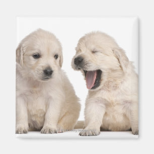 Golden Retriever puppies (4 weeks old) Magnet