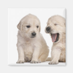 Golden Retriever puppies (4 weeks old) Magnet