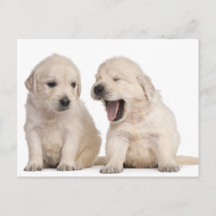 Golden Retriever puppies (4 weeks old) Postcard