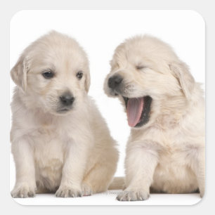 Golden Retriever puppies (4 weeks old) Square Sticker