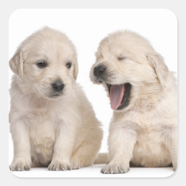 Golden Retriever puppies (4 weeks old) Square Sticker (Front)