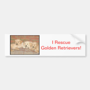 Golden Retriever Puppies Bumper Sticker