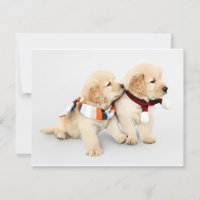 Golden retriever puppies