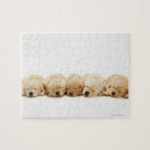 Golden Retriever Puppies Jigsaw Puzzle