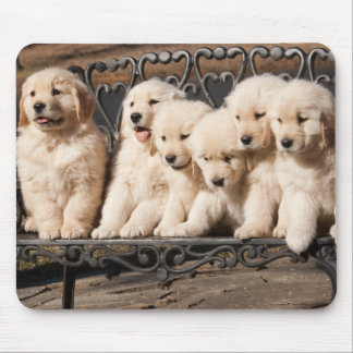 Golden Retriever Puppies Mouse Mat