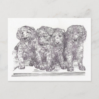 Golden Retriever Puppies Postcard