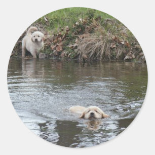 Golden Retriever Puppies Sticker