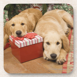 Golden retriever puppies with christmas gift coaster