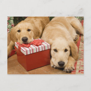 Golden retriever puppies with christmas gift holiday postcard