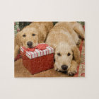 Golden retriever puppies with christmas gift