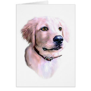 Golden Retriever Puppy