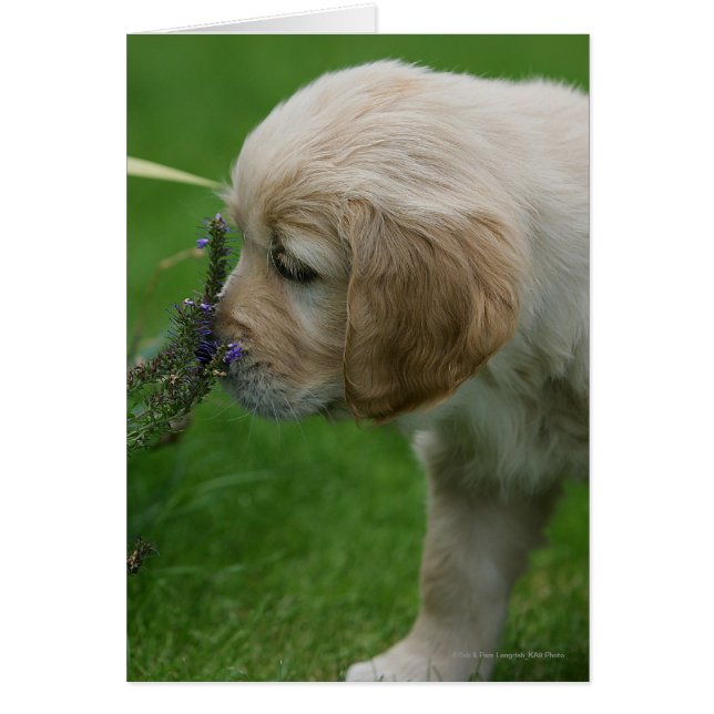 Golden Retriever Puppy (Front)